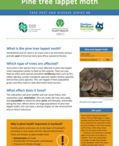 Tree pests and diseases info sheet 7 - Large pine weevil